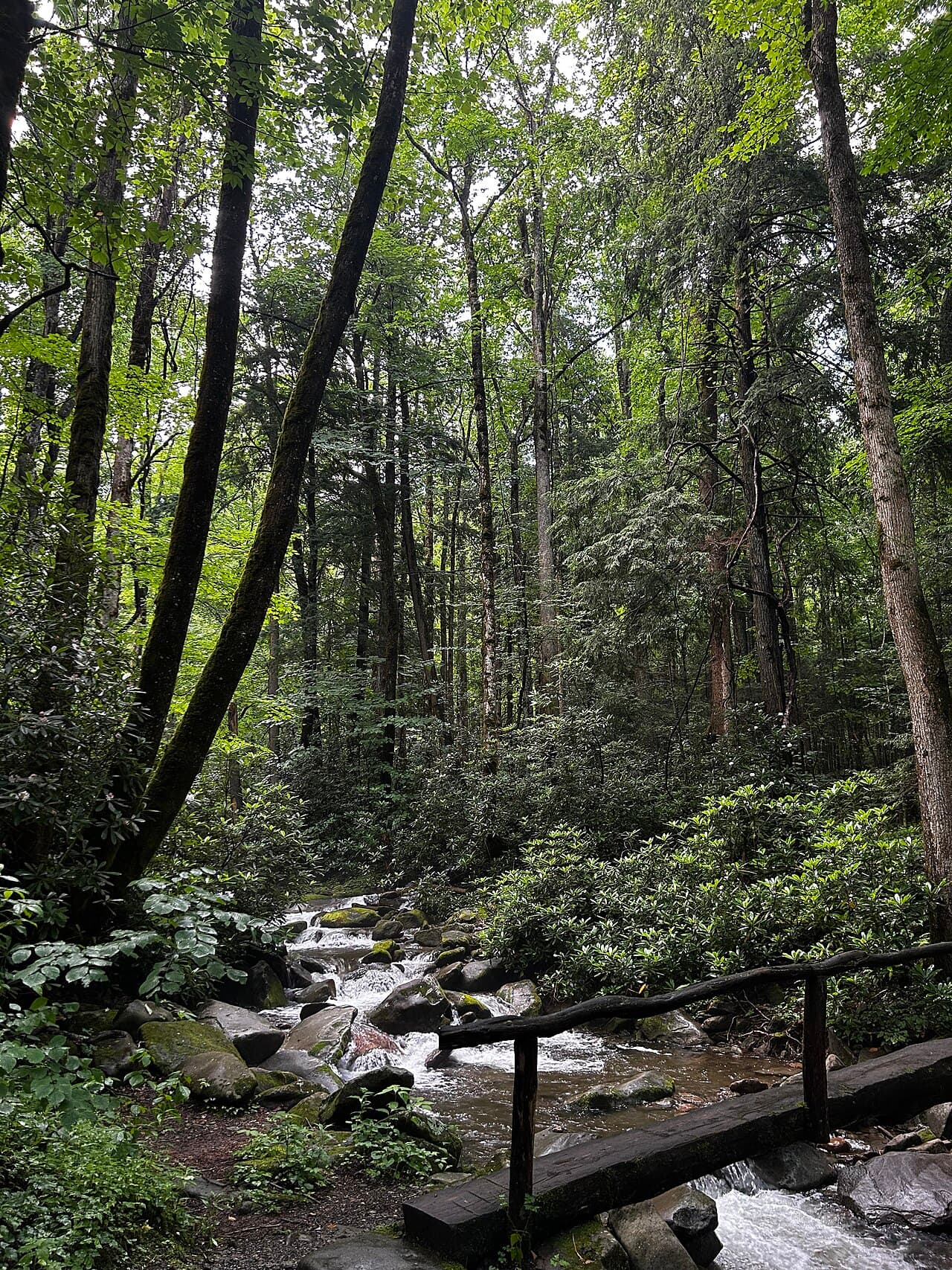 Parc national des Great Smoky Mountains