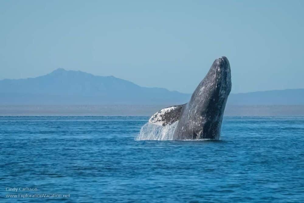 Sanctuaire de baleines d'El Vizcaino