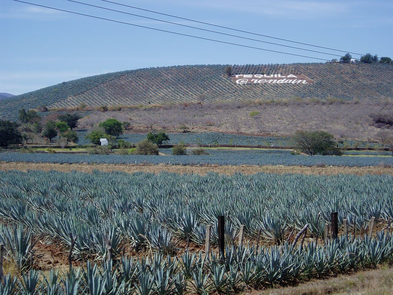 Paysage d’agaves et anciennes installations industrielles de Tequila