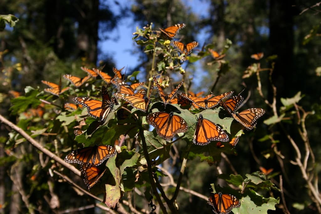 Réserve de biosphère du papillon monarque