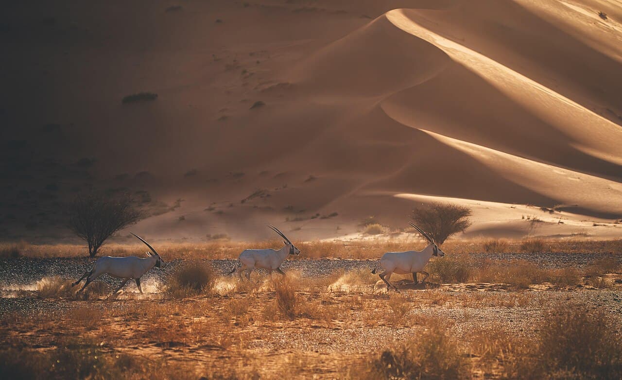 ‘Uruq Bani Ma’arid