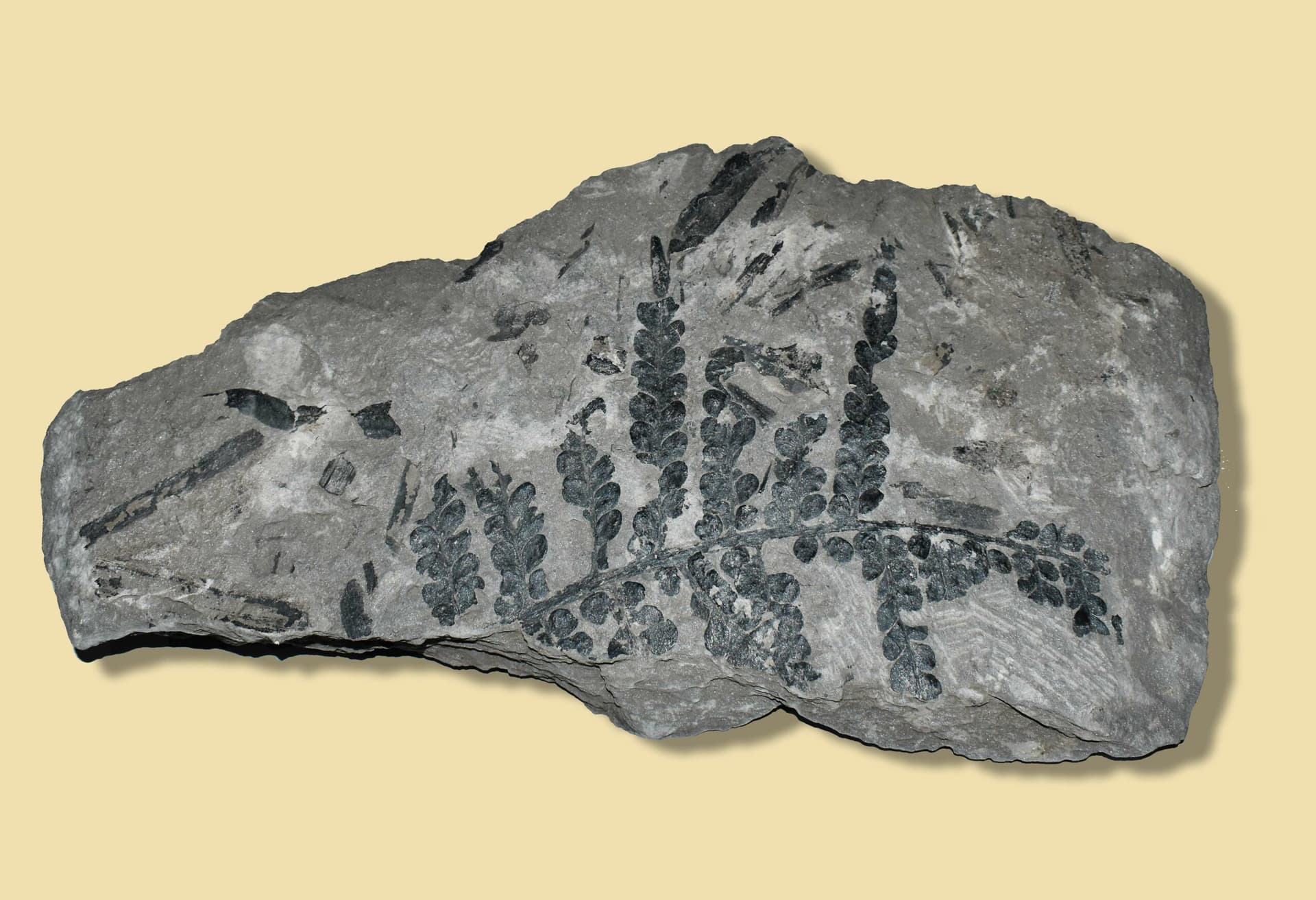 Musée régional de géologie Pierre Vetter