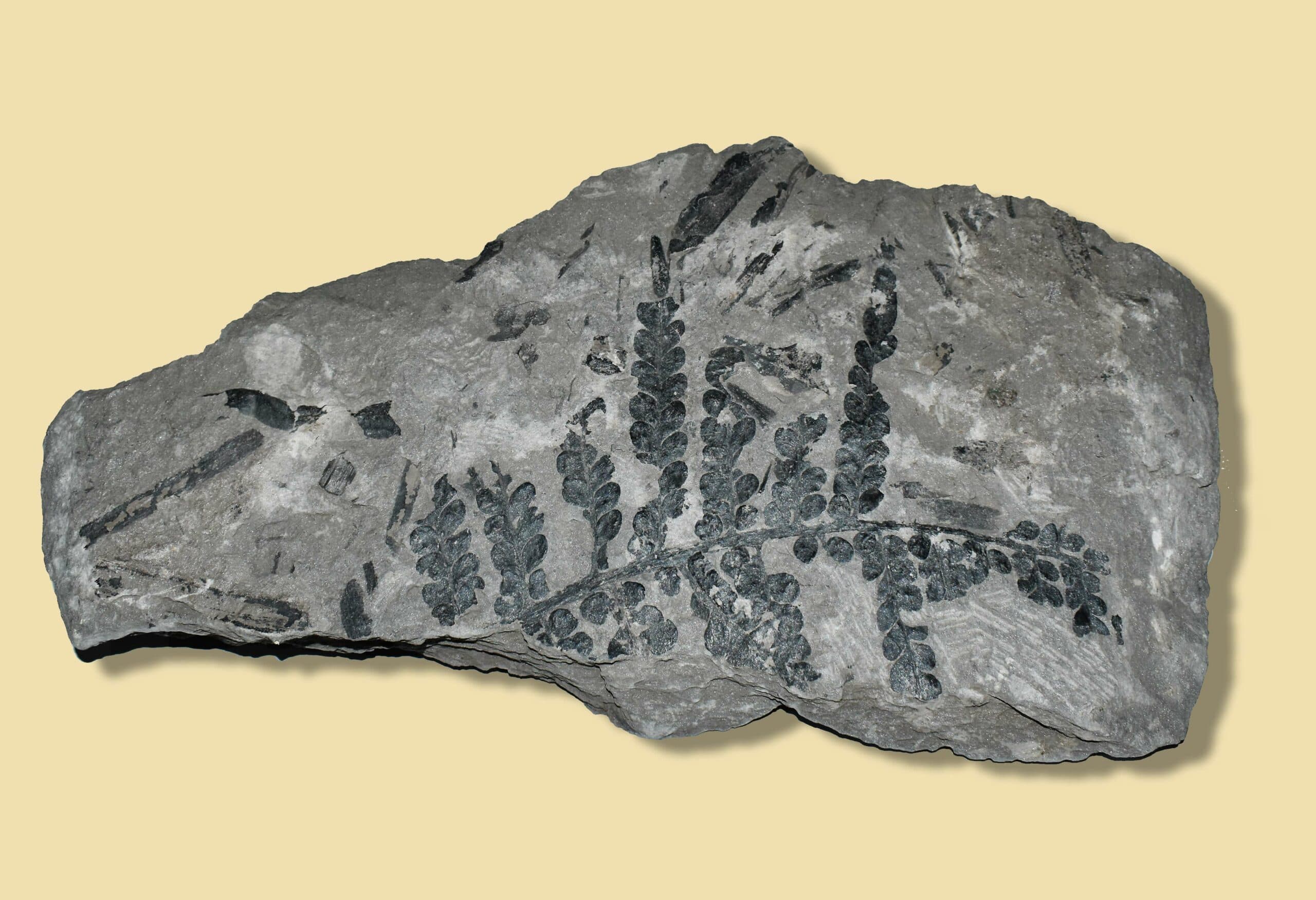 Musée régional de géologie Pierre Vetter
