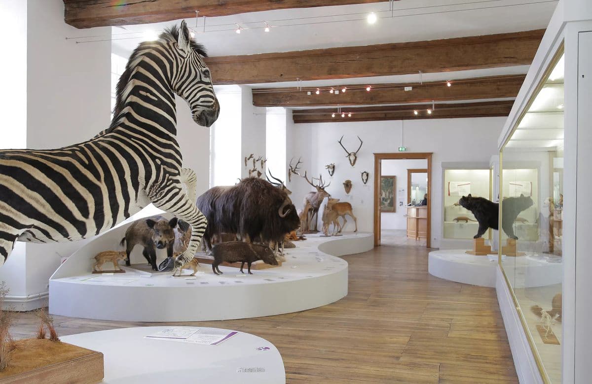 Musée Saint-Loup