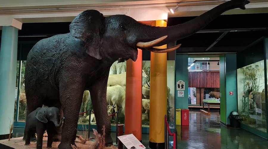 Musée KwaZulu-Natal (Durban)